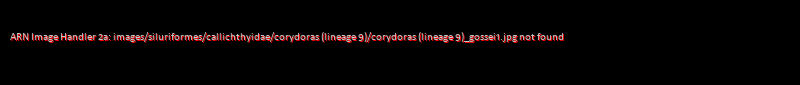 Corydoras (lineage 9) gossei